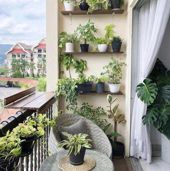 Cây phù hợp cho ban công căn hộ